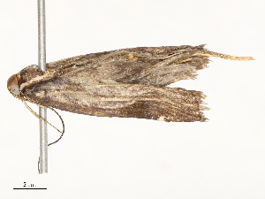  ( - CBG-A54479-H09)  @11 [ ] CreativeCommons - Attribution Share - Alike (2024) CBG Photography Group Centre for Biodiversity Genomics