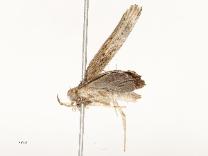  ( - CBG-A54479-H10)  @11 [ ] CreativeCommons - Attribution Share - Alike (2024) CBG Photography Group Centre for Biodiversity Genomics