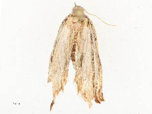  ( - CBG-A54480-A10)  @11 [ ] CreativeCommons - Attribution Share - Alike (2024) CBG Photography Group Centre for Biodiversity Genomics