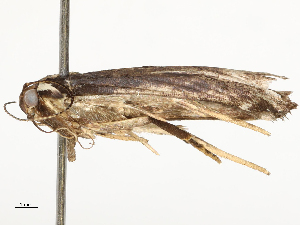  ( - CBG-A54480-A12)  @11 [ ] CreativeCommons - Attribution Share - Alike (2024) CBG Photography Group Centre for Biodiversity Genomics