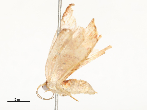  ( - CBG-A54480-B06)  @11 [ ] CreativeCommons - Attribution Share - Alike (2024) CBG Photography Group Centre for Biodiversity Genomics