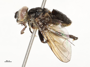  ( - CBG-A54480-D03)  @11 [ ] CreativeCommons - Attribution Share - Alike (2024) CBG Photography Group Centre for Biodiversity Genomics