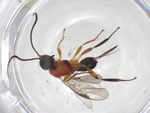  ( - CBG-A54595-G12)  @11 [ ] CreativeCommons - Attribution Share - Alike (2024) Centre for Biodiversity Genomics Centre for Biodiversity Genomics