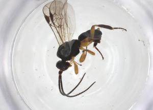  ( - CBG-A54595-H08)  @11 [ ] CreativeCommons - Attribution Share - Alike (2024) Centre for Biodiversity Genomics Centre for Biodiversity Genomics