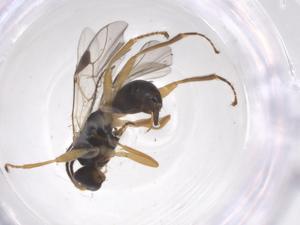  ( - CBG-A54596-D12)  @11 [ ] CreativeCommons - Attribution Share - Alike (2024) Centre for Biodiversity Genomics Centre for Biodiversity Genomics