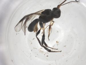  ( - CBG-A54597-H11)  @11 [ ] CreativeCommons - Attribution Share - Alike (2024) Centre for Biodiversity Genomics Centre for Biodiversity Genomics