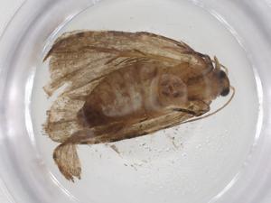  (tortMalaise4120 Malaise4120 - CBG-A54601-F04)  @11 [ ] CreativeCommons - Attribution Share - Alike (2024) Centre for Biodiversity Genomics Centre for Biodiversity Genomics