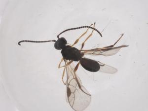  ( - CBG-A54602-A03)  @11 [ ] CreativeCommons - Attribution Share - Alike (2024) Centre for Biodiversity Genomics Centre for Biodiversity Genomics