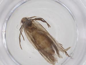  ( - CBG-A54603-E06)  @11 [ ] CreativeCommons - Attribution Share - Alike (2024) Centre for Biodiversity Genomics Centre for Biodiversity Genomics