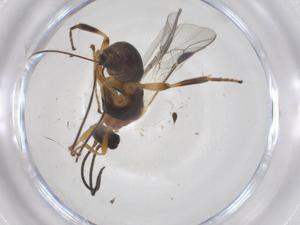  ( - CBG-A54603-F09)  @11 [ ] CreativeCommons - Attribution Share - Alike (2024) Centre for Biodiversity Genomics Centre for Biodiversity Genomics