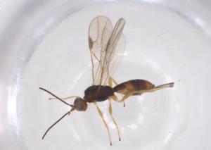  ( - CBG-A54820-B07)  @11 [ ] CreativeCommons - Attribution Share - Alike (2024) Centre for Biodiversity Genomics Centre for Biodiversity Genomics