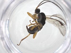  ( - CBG-A54835-E01)  @11 [ ] CreativeCommons - Attribution Share - Alike (2024) Centre for Biodiversity Genomics Centre for Biodiversity Genomics