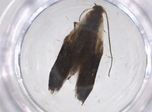  ( - CBG-A54836-C12)  @11 [ ] CreativeCommons - Attribution Share - Alike (2024) Centre for Biodiversity Genomics Centre for Biodiversity Genomics