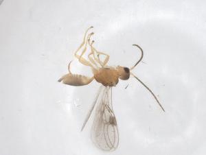  ( - CBG-A54840-E03)  @11 [ ] CreativeCommons - Attribution Share - Alike (2024) Centre for Biodiversity Genomics Centre for Biodiversity Genomics