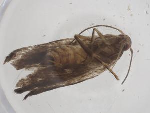  ( - CBG-A54854-B02)  @11 [ ] CreativeCommons - Attribution Share - Alike (2024) Centre for Biodiversity Genomics Centre for Biodiversity Genomics