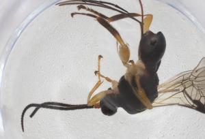  ( - CBG-A56064-B11)  @11 [ ] CreativeCommons - Attribution Share - Alike (2024) Centre for Biodiversity Genomics Centre for Biodiversity Genomics