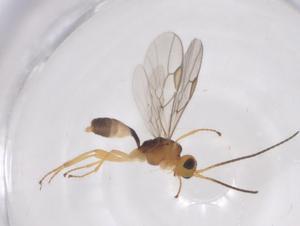  ( - CBG-A56065-D07)  @11 [ ] CreativeCommons - Attribution Share - Alike (2024) Centre for Biodiversity Genomics Centre for Biodiversity Genomics