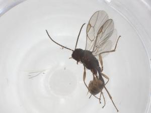  ( - CBG-A56069-A07)  @11 [ ] CreativeCommons - Attribution Share - Alike (2024) Centre for Biodiversity Genomics Centre for Biodiversity Genomics