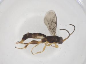  ( - CBG-A56069-B10)  @11 [ ] CreativeCommons - Attribution Share - Alike (2024) Centre for Biodiversity Genomics Centre for Biodiversity Genomics