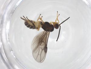  ( - CBG-A56069-G12)  @11 [ ] CreativeCommons - Attribution Share - Alike (2024) Centre for Biodiversity Genomics Centre for Biodiversity Genomics