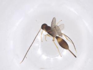  ( - CBG-A56070-F06)  @11 [ ] CreativeCommons - Attribution Share - Alike (2024) Centre for Biodiversity Genomics Centre for Biodiversity Genomics