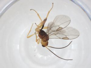  ( - CBG-A56071-D06)  @11 [ ] CreativeCommons - Attribution Share - Alike (2024) Centre for Biodiversity Genomics Centre for Biodiversity Genomics