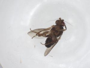  ( - CBG-A56085-E10)  @11 [ ] CreativeCommons - Attribution Share - Alike (2024) Centre for Biodiversity Genomics Centre for Biodiversity Genomics