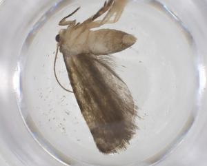  ( - CBG-A56090-E09)  @11 [ ] CreativeCommons - Attribution Share - Alike (2024) Centre for Biodiversity Genomics Centre for Biodiversity Genomics