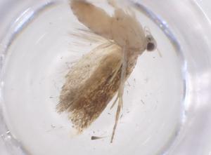  ( - CBG-A56094-D06)  @11 [ ] CreativeCommons - Attribution Share - Alike (2024) Centre for Biodiversity Genomics Centre for Biodiversity Genomics