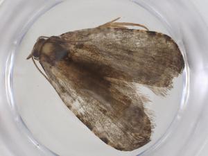  (tortMalaise01 Malaise8962 - CBG-A56095-C04)  @11 [ ] CreativeCommons - Attribution Share - Alike (2024) Centre for Biodiversity Genomics Centre for Biodiversity Genomics