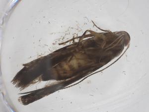  ( - CBG-A56095-G09)  @11 [ ] CreativeCommons - Attribution Share - Alike (2024) Centre for Biodiversity Genomics Centre for Biodiversity Genomics