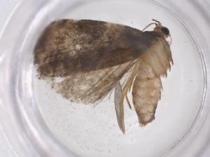  ( - CBG-A56096-A09)  @11 [ ] CreativeCommons - Attribution Share - Alike (2024) Centre for Biodiversity Genomics Centre for Biodiversity Genomics