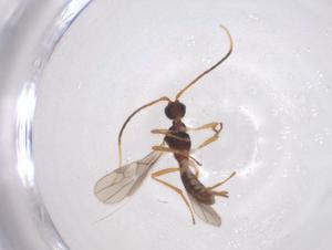  (Hormius Malaise2304 - CBG-A56101-G02)  @11 [ ] CreativeCommons - Attribution Share - Alike (2024) Centre for Biodiversity Genomics Centre for Biodiversity Genomics