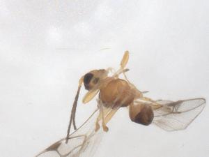  ( - CBG-A56103-A03)  @11 [ ] CreativeCommons - Attribution Share - Alike (2024) Centre for Biodiversity Genomics Centre for Biodiversity Genomics