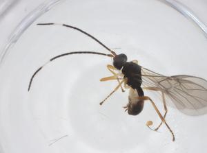  (Opius malaise3266 - CBG-A56103-D07)  @11 [ ] CreativeCommons - Attribution Share - Alike (2024) Centre for Biodiversity Genomics Centre for Biodiversity Genomics