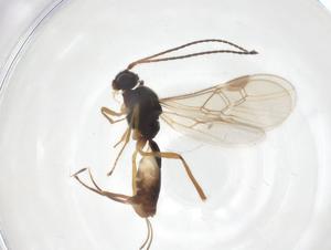  ( - CBG-A56103-H02)  @11 [ ] CreativeCommons - Attribution Share - Alike (2024) Centre for Biodiversity Genomics Centre for Biodiversity Genomics