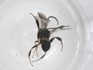  ( - CBG-A56105-A02)  @11 [ ] CreativeCommons - Attribution Share - Alike (2024) Centre for Biodiversity Genomics Centre for Biodiversity Genomics