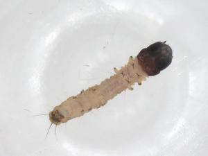  ( - CBG-A56106-D10)  @11 [ ] CreativeCommons - Attribution Share - Alike (2024) Centre for Biodiversity Genomics Centre for Biodiversity Genomics