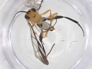  ( - CBG-A56111-C02)  @11 [ ] CreativeCommons - Attribution Share - Alike (2024) Centre for Biodiversity Genomics Centre for Biodiversity Genomics