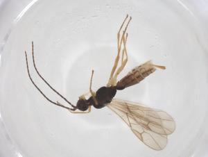  ( - CBG-A56566-G05)  @11 [ ] CreativeCommons - Attribution Share - Alike (2024) Centre for Biodiversity Genomics Centre for Biodiversity Genomics