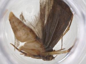  ( - CBG-A56566-H09)  @11 [ ] CreativeCommons - Attribution Share - Alike (2024) Centre for Biodiversity Genomics Centre for Biodiversity Genomics