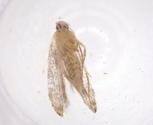  ( - CBG-A57889-B12)  @11 [ ] CreativeCommons - Attribution Share - Alike (2024) Centre for Biodiversity Genomics Centre for Biodiversity Genomics