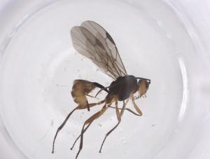  ( - CBG-A57892-C06)  @11 [ ] CreativeCommons - Attribution Share - Alike (2024) Centre for Biodiversity Genomics Centre for Biodiversity Genomics