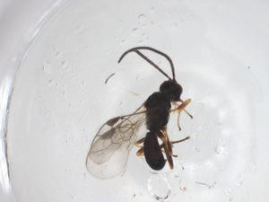  ( - CBG-A57894-E10)  @11 [ ] CreativeCommons - Attribution Share - Alike (2024) Centre for Biodiversity Genomics Centre for Biodiversity Genomics