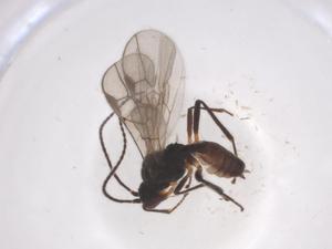  ( - CBG-A57898-B02)  @11 [ ] CreativeCommons - Attribution Share - Alike (2024) Centre for Biodiversity Genomics Centre for Biodiversity Genomics