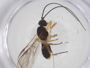  ( - CBG-A57899-D05)  @11 [ ] CreativeCommons - Attribution Share - Alike (2024) Centre for Biodiversity Genomics Centre for Biodiversity Genomics