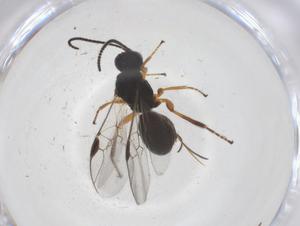  ( - CBG-A57902-G03)  @11 [ ] CreativeCommons - Attribution Share - Alike (2024) Centre for Biodiversity Genomics Centre for Biodiversity Genomics