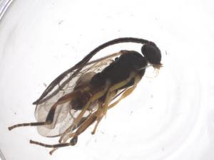  (Dolichogenidea felipechavarriai - CBG-A57907-H01)  @11 [ ] CreativeCommons - Attribution Share - Alike (2024) Centre for Biodiversity Genomics Centre for Biodiversity Genomics
