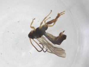  ( - CBG-A57908-A04)  @11 [ ] CreativeCommons - Attribution Share - Alike (2024) Centre for Biodiversity Genomics Centre for Biodiversity Genomics