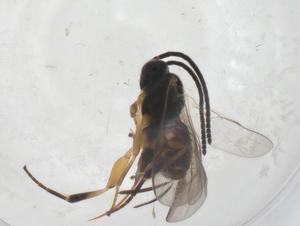  (Dolichogenidea Malaise6601 - CBG-A57909-A02)  @11 [ ] CreativeCommons - Attribution Share - Alike (2024) Centre for Biodiversity Genomics Centre for Biodiversity Genomics